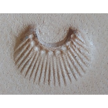 GRABADORES CUERO STAMP N720 (UNIDAD)
